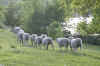 1549_sheep.JPG (165819 bytes)